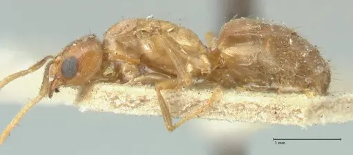 Acropyga butteli - FOCOL2242