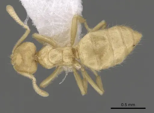 Acropyga decedens specimen