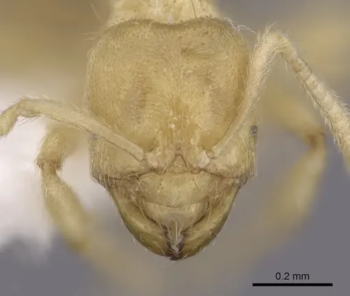 Acropyga decedens specimen