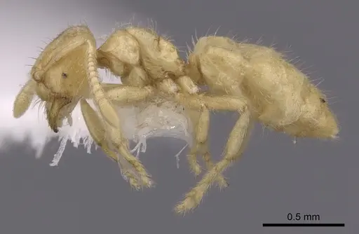 Acropyga decedens specimen