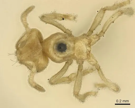 Acropyga decedens - CASENT0915708