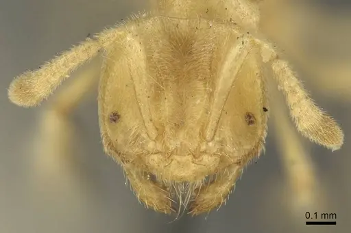 Acropyga decedens - CASENT0915708