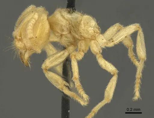 Acropyga decedens - CASENT0915708