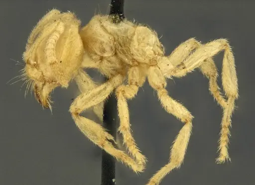 Acropyga decedens - CASENT0915708