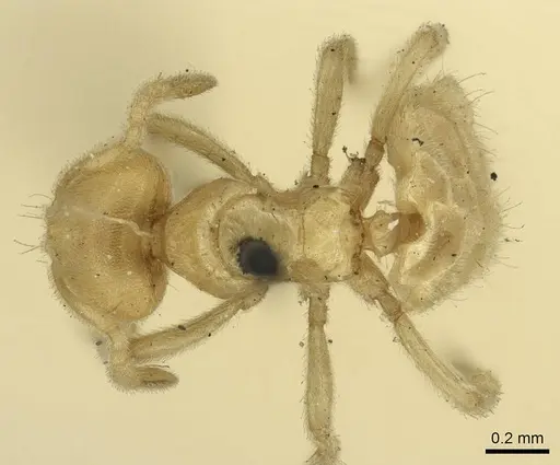 Acropyga decedens - CASENT0915709