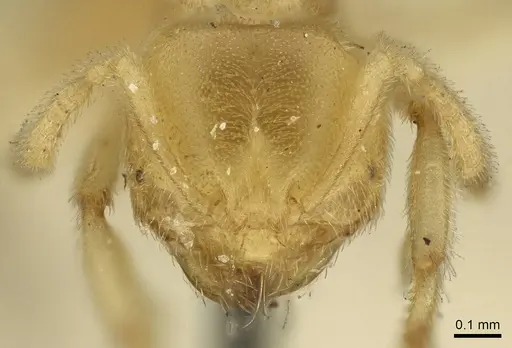 Acropyga decedens - CASENT0915709