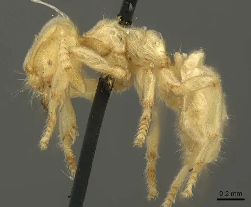 Acropyga decedens - CASENT0915709