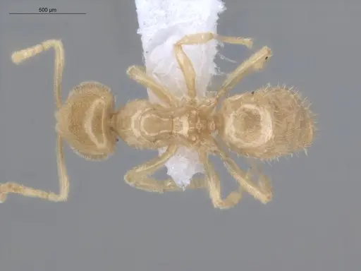 Acropyga decedens - ECOFOG-IT14-0056-63