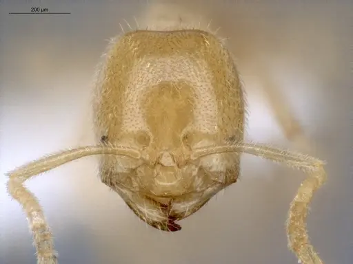 Acropyga decedens - ECOFOG-IT14-0056-63