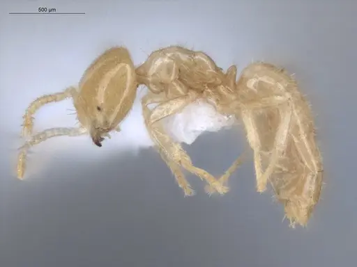 Acropyga decedens - ECOFOG-IT14-0056-63