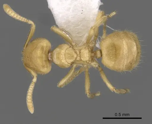 Acropyga donisthorpei specimen