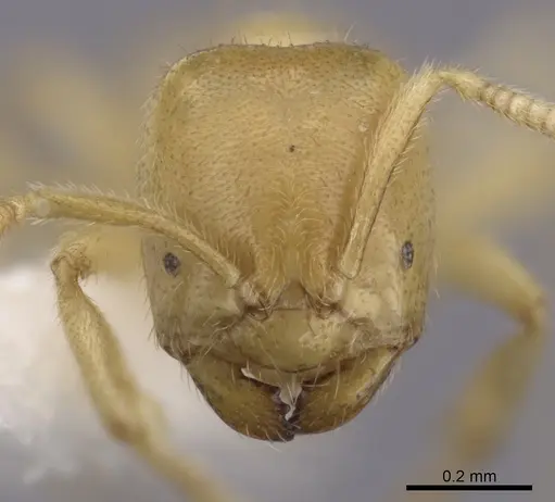 Acropyga donisthorpei specimen