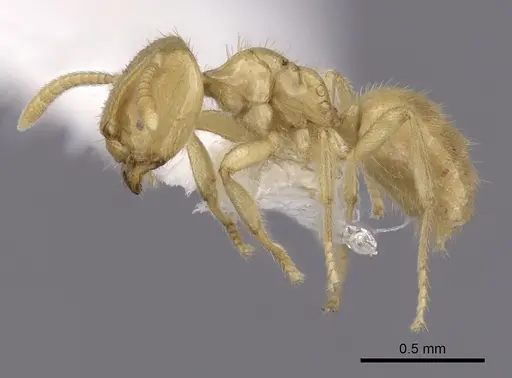 Acropyga donisthorpei specimen