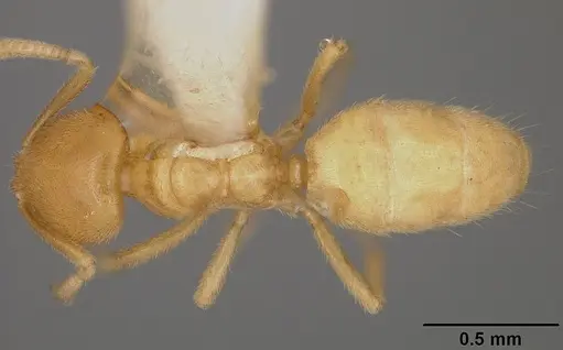 Acropyga donisthorpei - USNMENT00442237