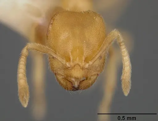 Acropyga donisthorpei - USNMENT00442237