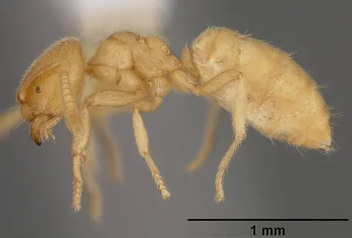 Acropyga donisthorpei - USNMENT00442237