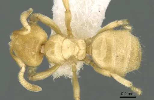 Acropyga dubia specimen