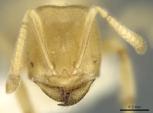 Acropyga dubia specimen