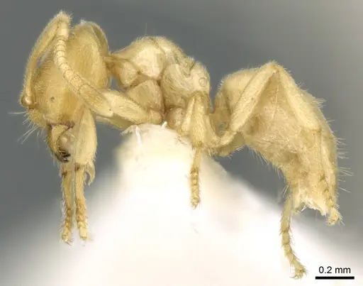 Acropyga dubia specimen