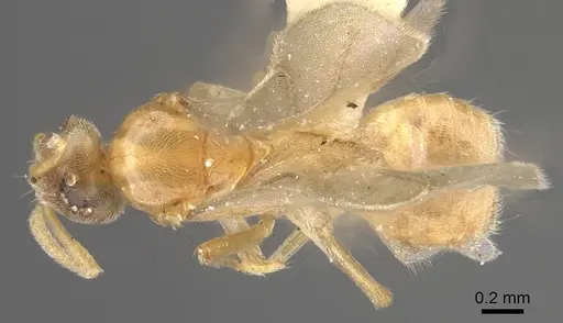 Acropyga dubitata specimen