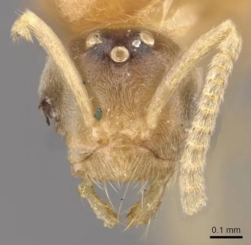 Acropyga dubitata specimen