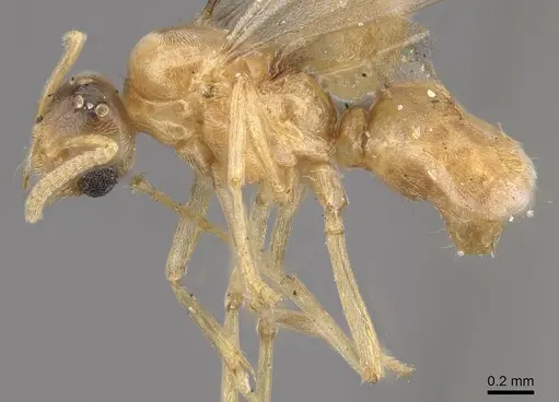 Acropyga dubitata specimen