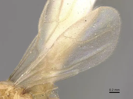 Acropyga dubitata - CASENT0911126