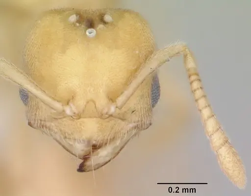 Acropyga epedana specimen