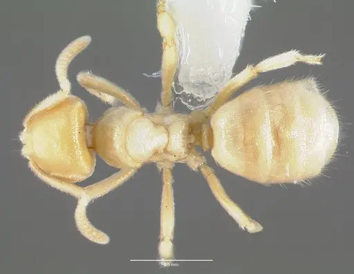 Acropyga epedana - CASENT0006064