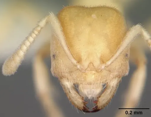 Acropyga epedana - CASENT0006064