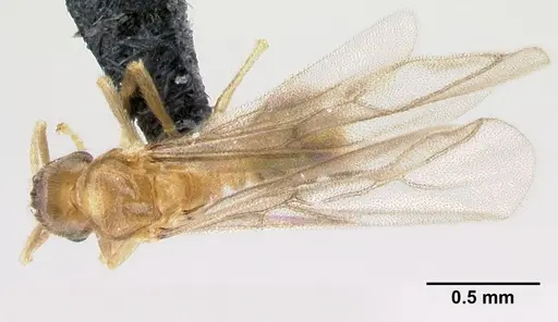 Acropyga epedana - CASENT0188857