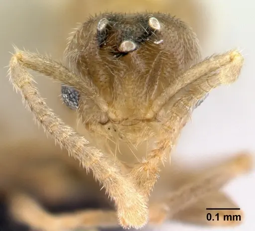 Acropyga epedana - CASENT0188857