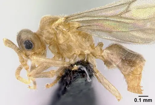 Acropyga epedana - CASENT0188857