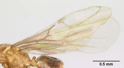 Acropyga epedana - CASENT0188857