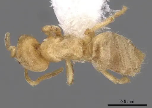 Acropyga epedana - CASENT0249917