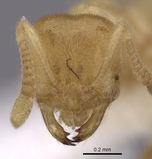 Acropyga epedana - CASENT0249917