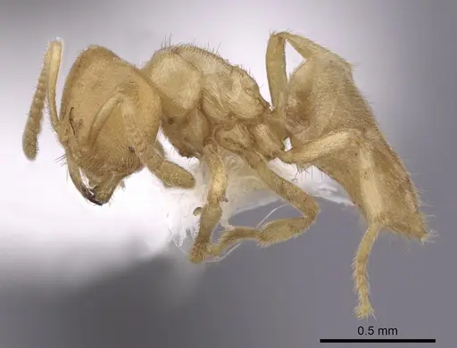 Acropyga epedana - CASENT0249917