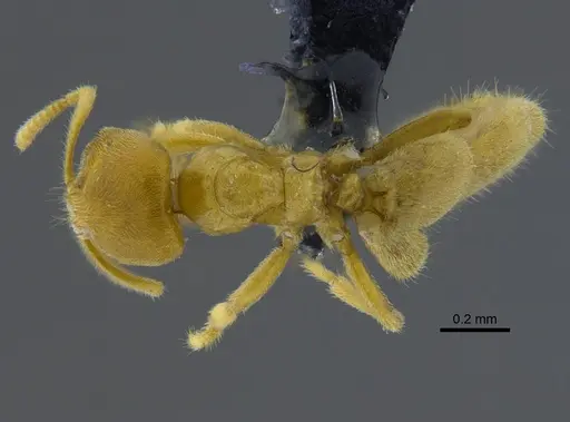 Acropyga epedana - CBUMAGENT41895