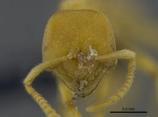 Acropyga epedana - CBUMAGENT41895