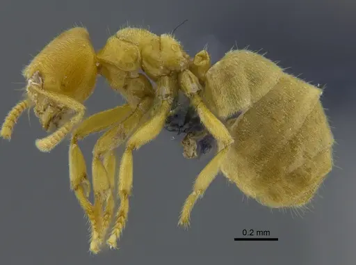 Acropyga epedana - CBUMAGENT41895