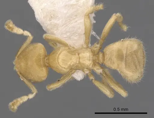 Acropyga exsanguis specimen