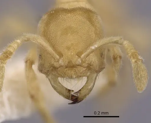 Acropyga exsanguis specimen