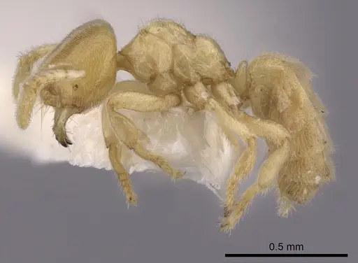 Acropyga exsanguis specimen