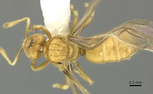 Acropyga exsanguis - CASENT0609912