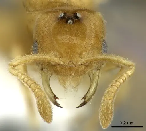 Acropyga exsanguis - CASENT0609912