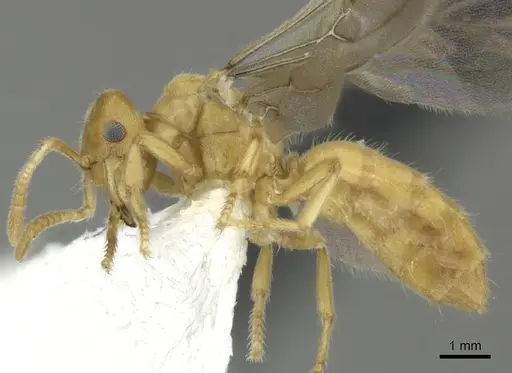 Acropyga exsanguis - CASENT0609912