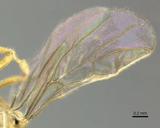 Acropyga exsanguis - CASENT0609912