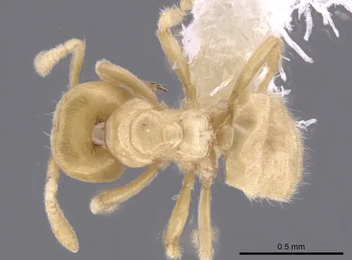 Acropyga exsanguis - CASENT0646732