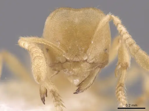 Acropyga exsanguis - CASENT0646732