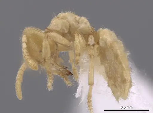 Acropyga exsanguis - CASENT0646732